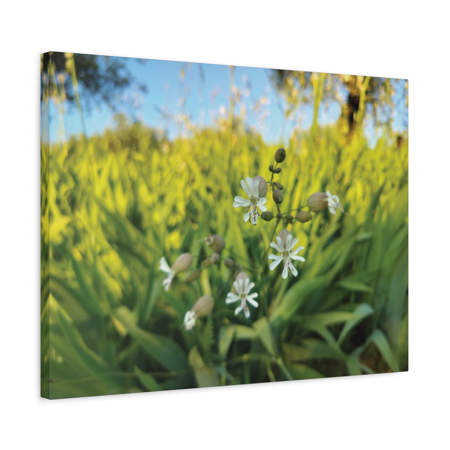 Stretched Matte Canvas - Flower of Silene Vulgaris