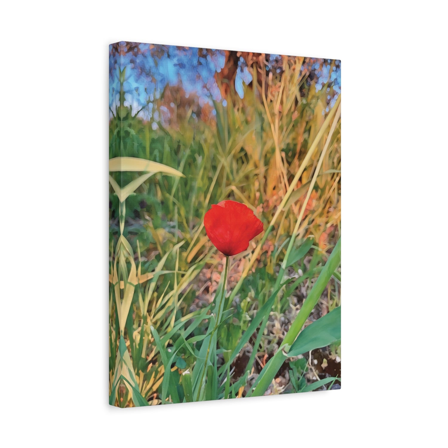 Stretched Matte Canvas - Flower of Papaver Rhoeas