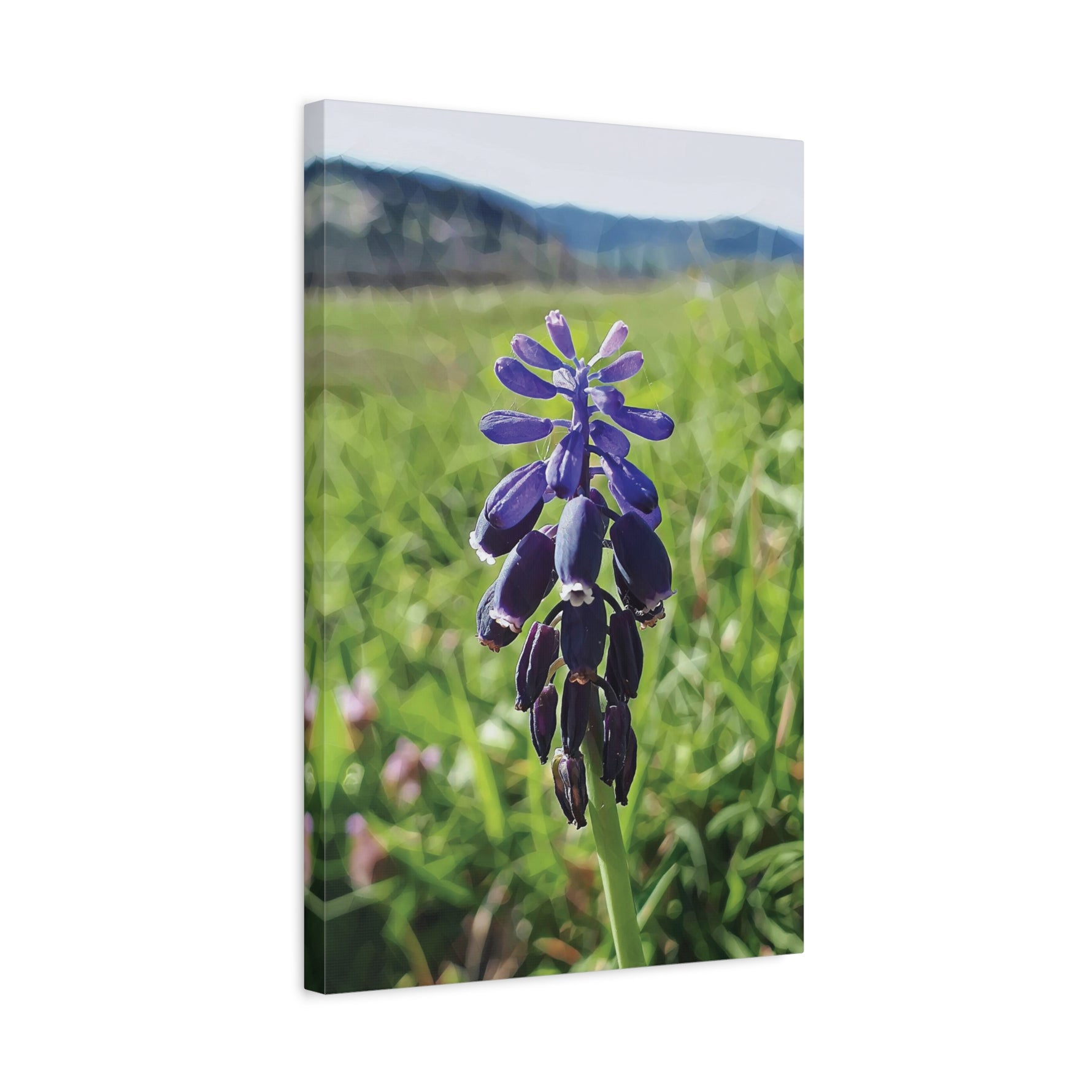 Stretched Matte Canvas - Poly Art - Flower of Muscari