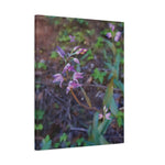Stretched Matte Canvas - Flower of Cephalanthera Rubra