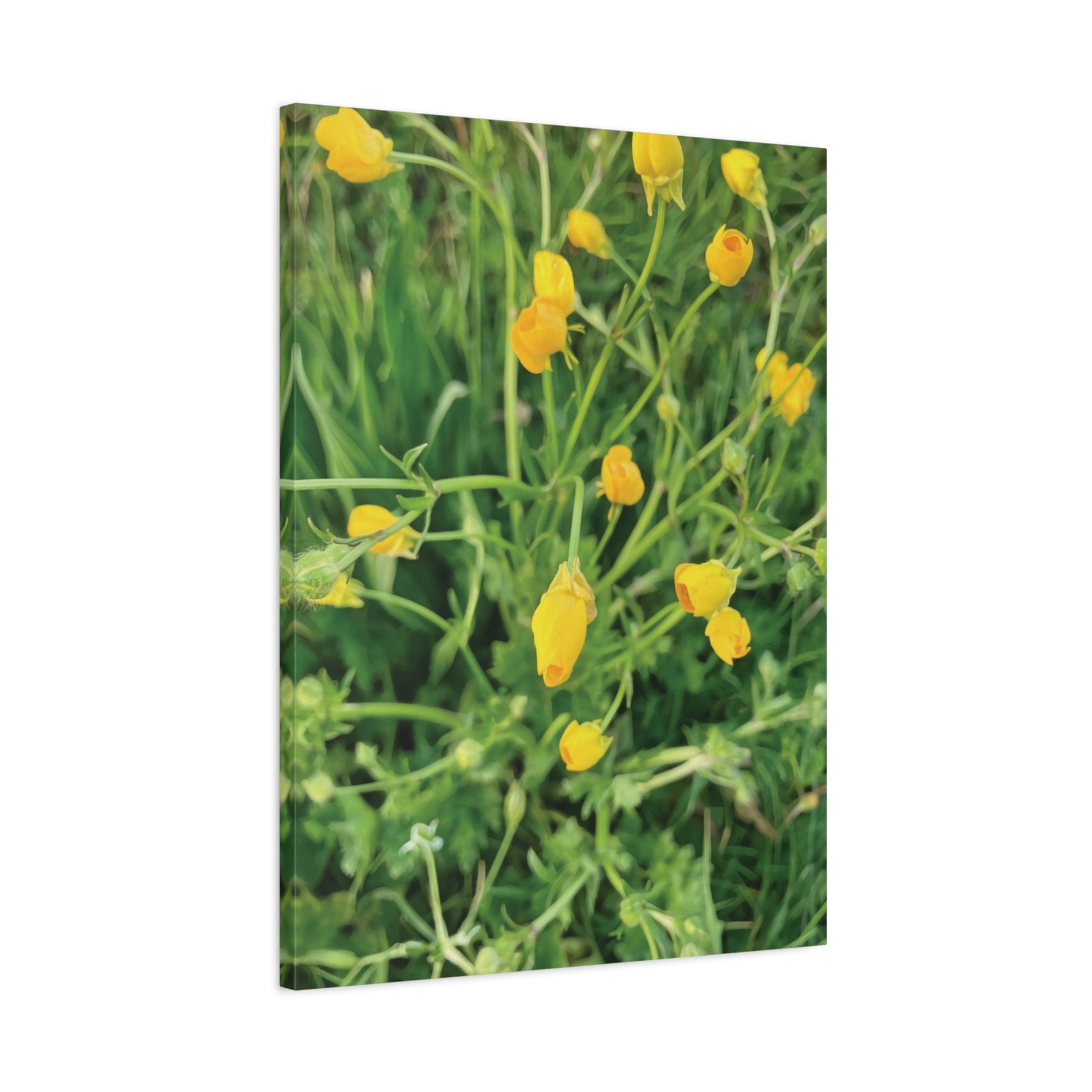 Stretched Matte Canvas - Flower of Ranunculus Acris