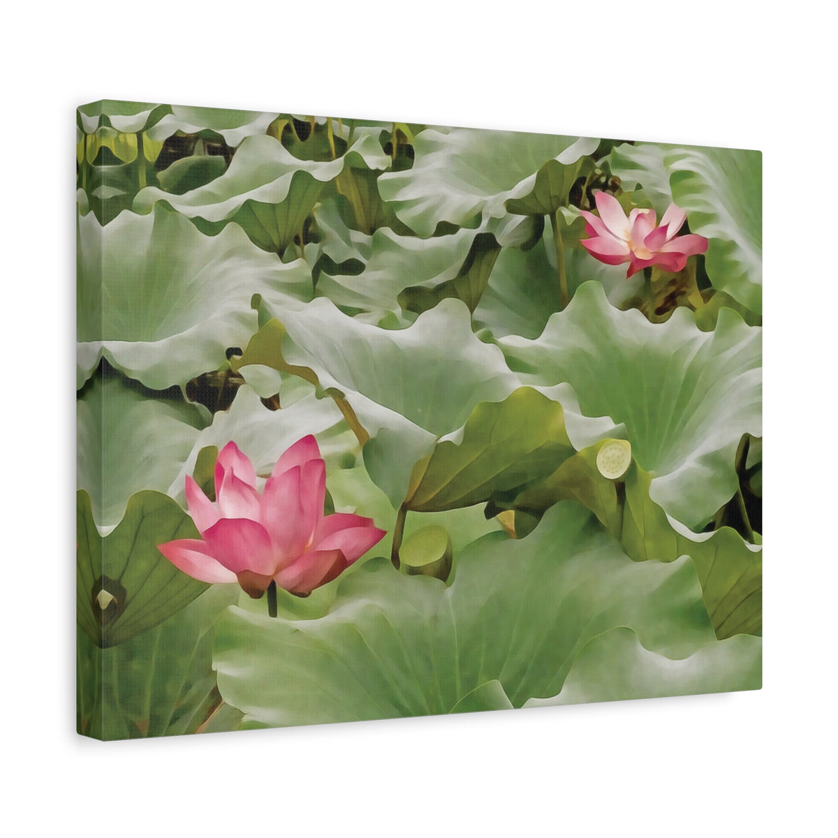 Stretched Matte Canvas - Flower of Lotus