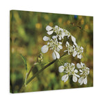 Stretched Matte Canvas - Flower with a small insect