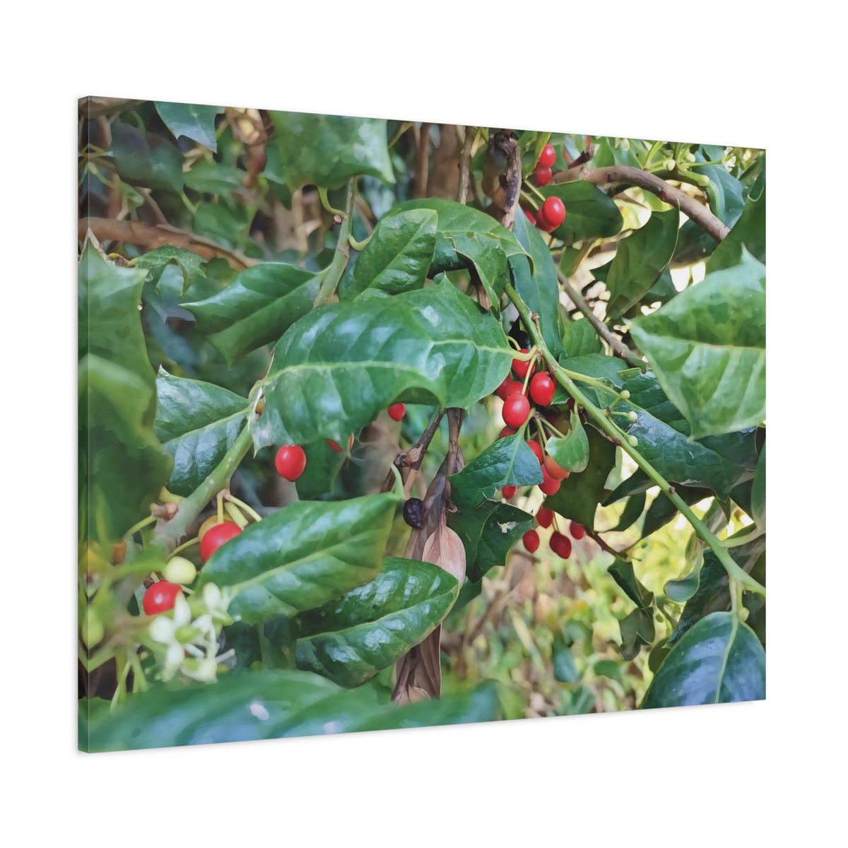 Stretched Matte Canvas - Ilex Aquifolium
