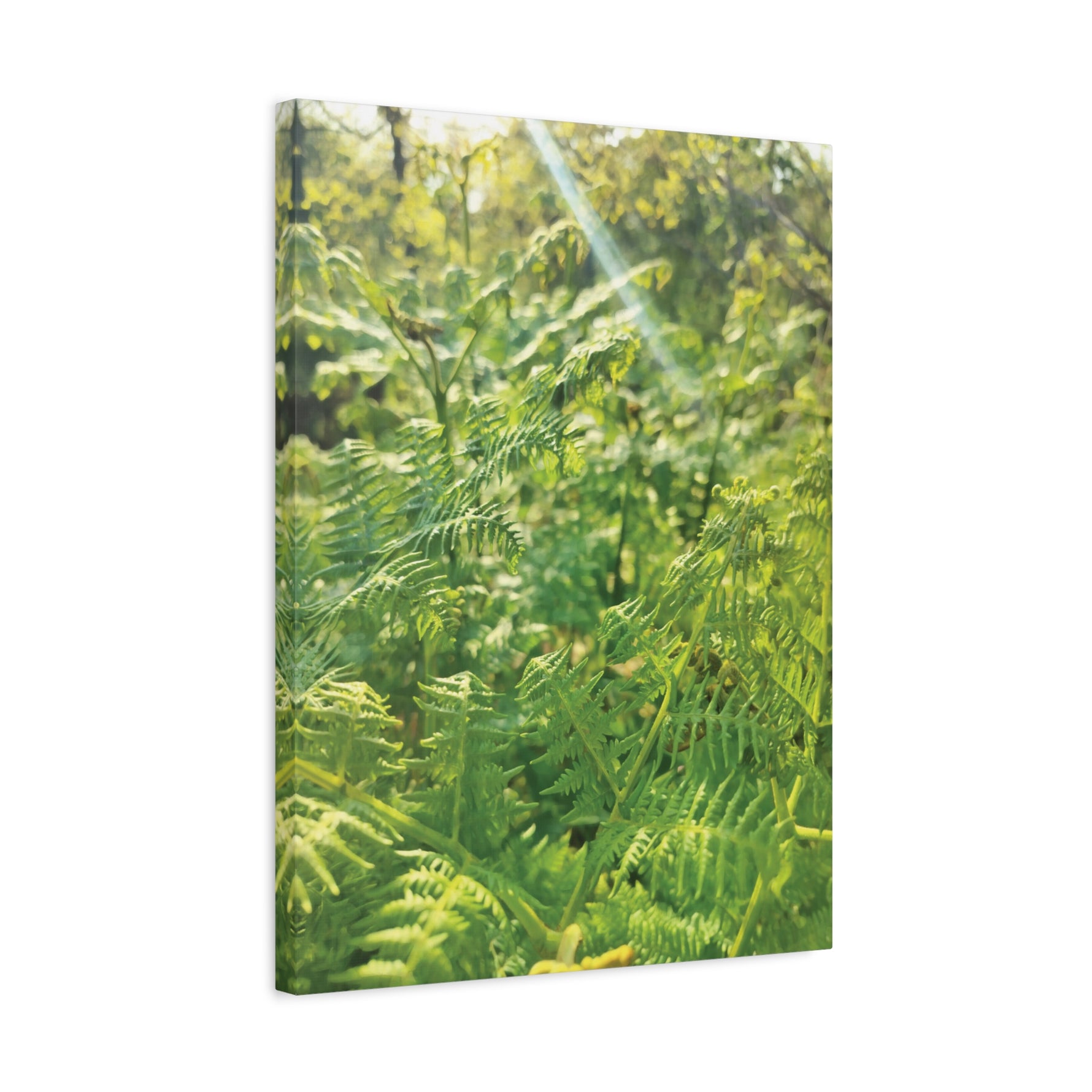 Stretched Matte Canvas - Felce Aquilina (Pteridium Aquilinum)