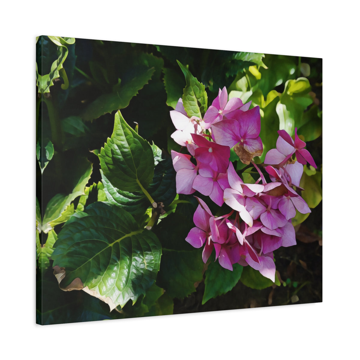 Stretched Matte Canvas - Flower of Ortensia/Hydrangea Macrophylla