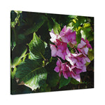 Stretched Matte Canvas - Flower of Ortensia/Hydrangea Macrophylla
