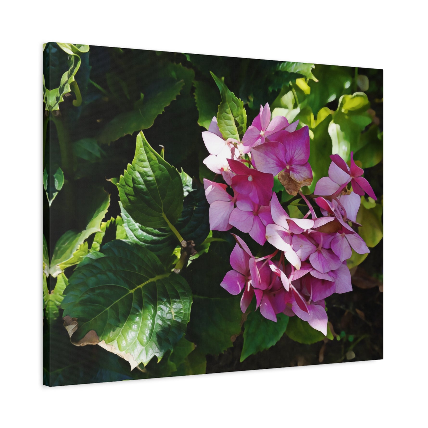 Stretched Matte Canvas - Flower of Ortensia/Hydrangea Macrophylla