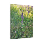 Stretched Matte Canvas - Flower of Salvia Verbenaca