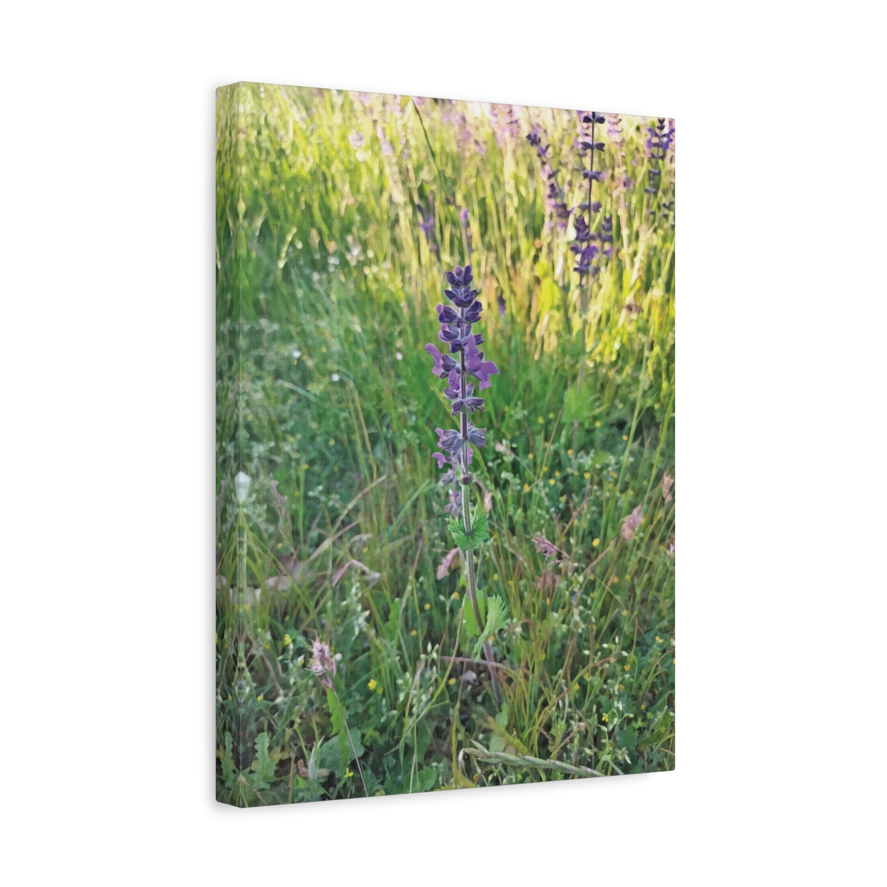 Stretched Matte Canvas - Flower of Salvia Verbenaca