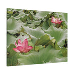 Stretched Matte Canvas - Flower of Lotus