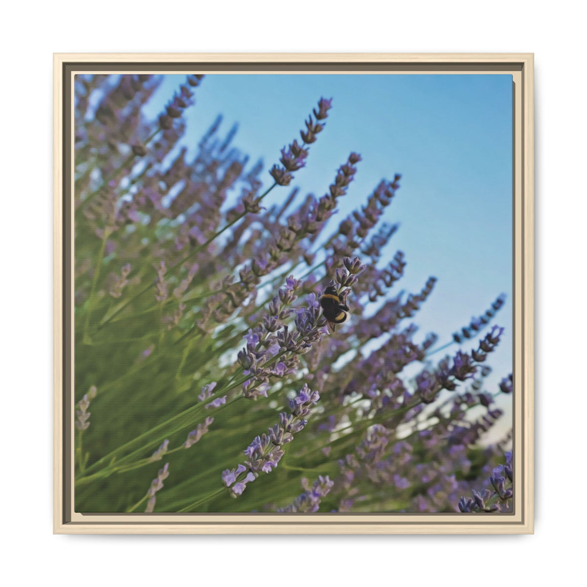 Lavender & Bombus | Framed Canvas