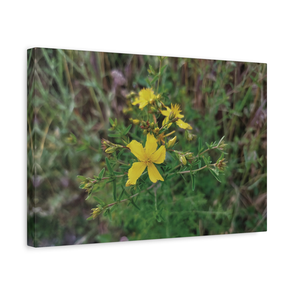 Stretched Matte Canvas - Flower of Hypericum Perforatum