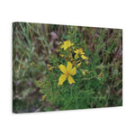 Stretched Matte Canvas - Flower of Hypericum Perforatum
