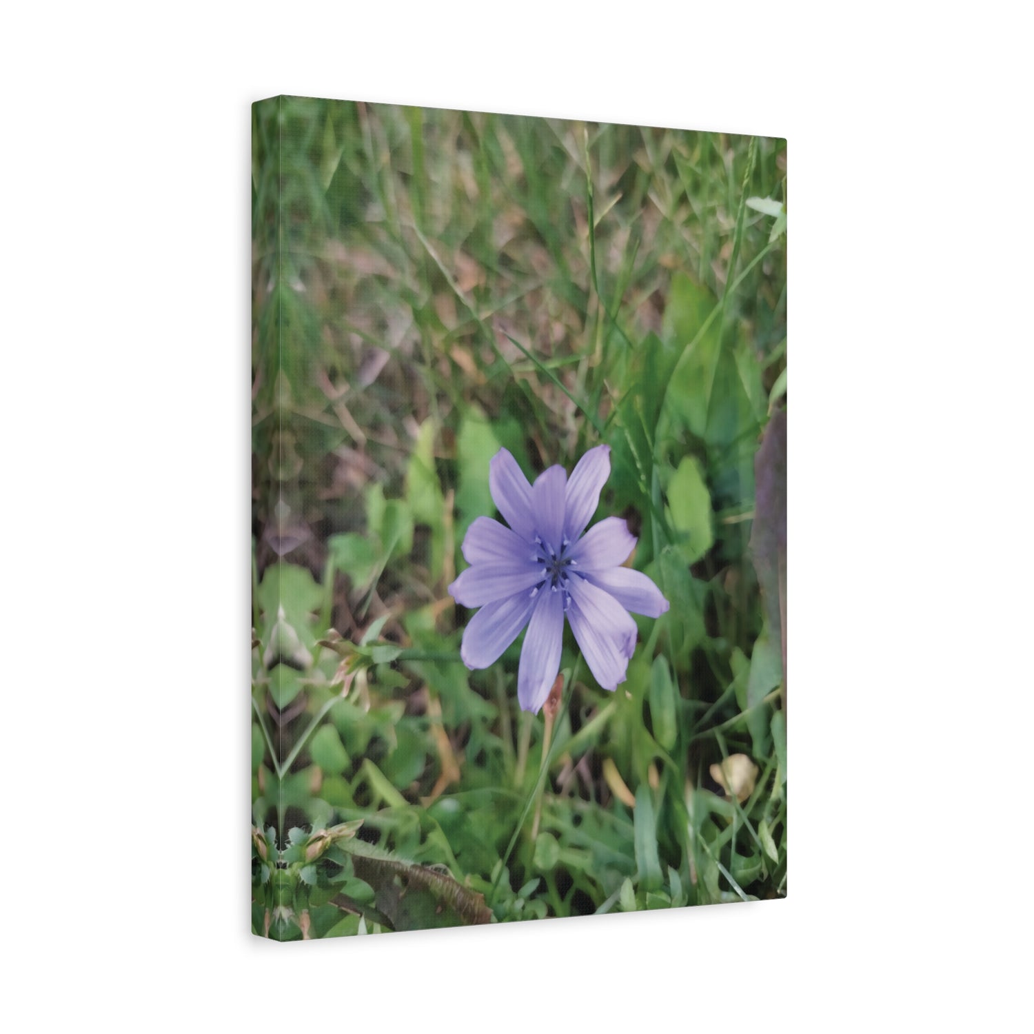 Stretched Matte Canvas - Flower of Cicoria