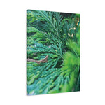 Stretched Matte Canvas - Thuja Plicata Branches