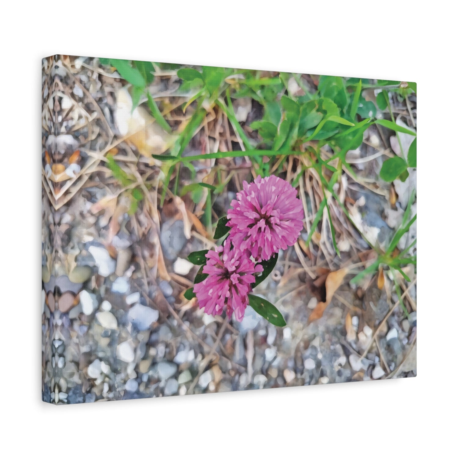 Stretched Matte Canvas - Flower of Trifolium Pratense
