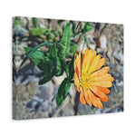 Stretched Matte Canvas - Poly Art - Flower of Calendula (Variant 2)
