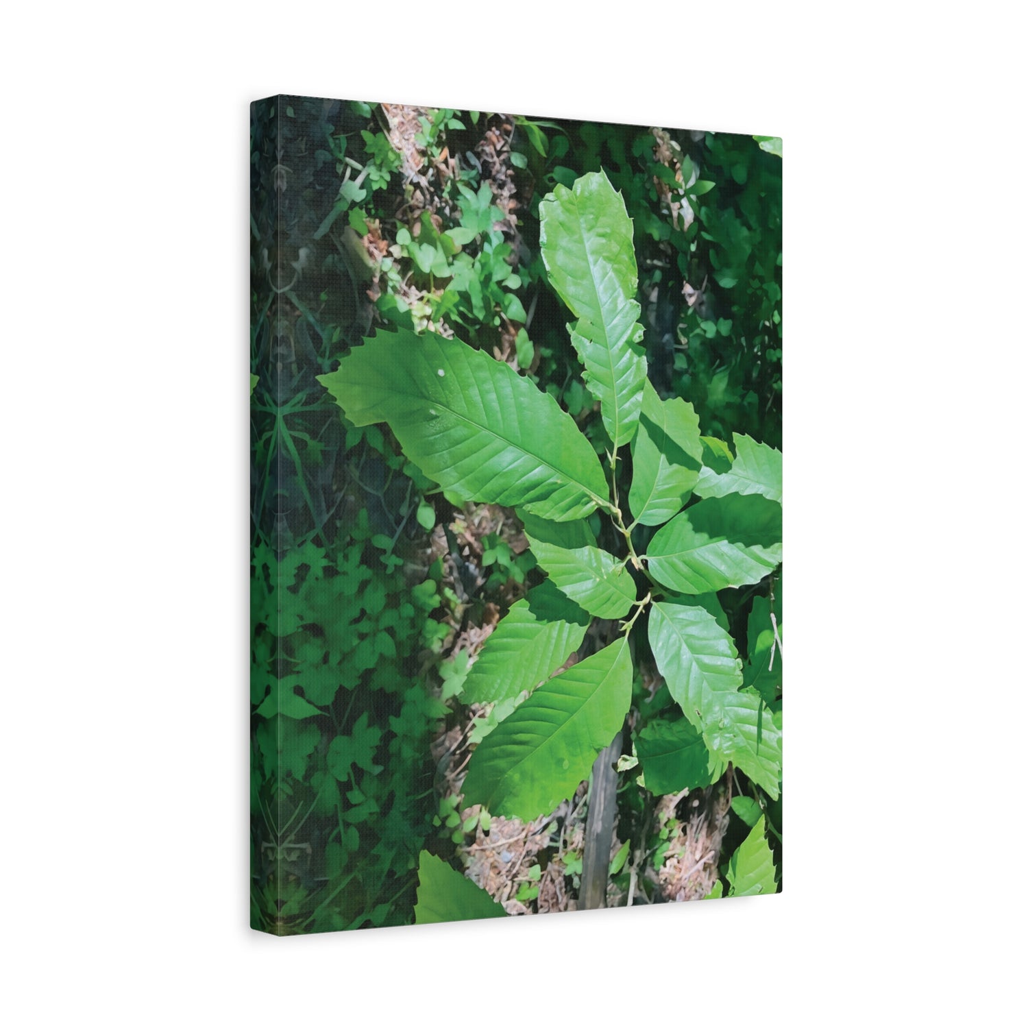 Stretched Matte Canvas - Castanea Tree Leaves