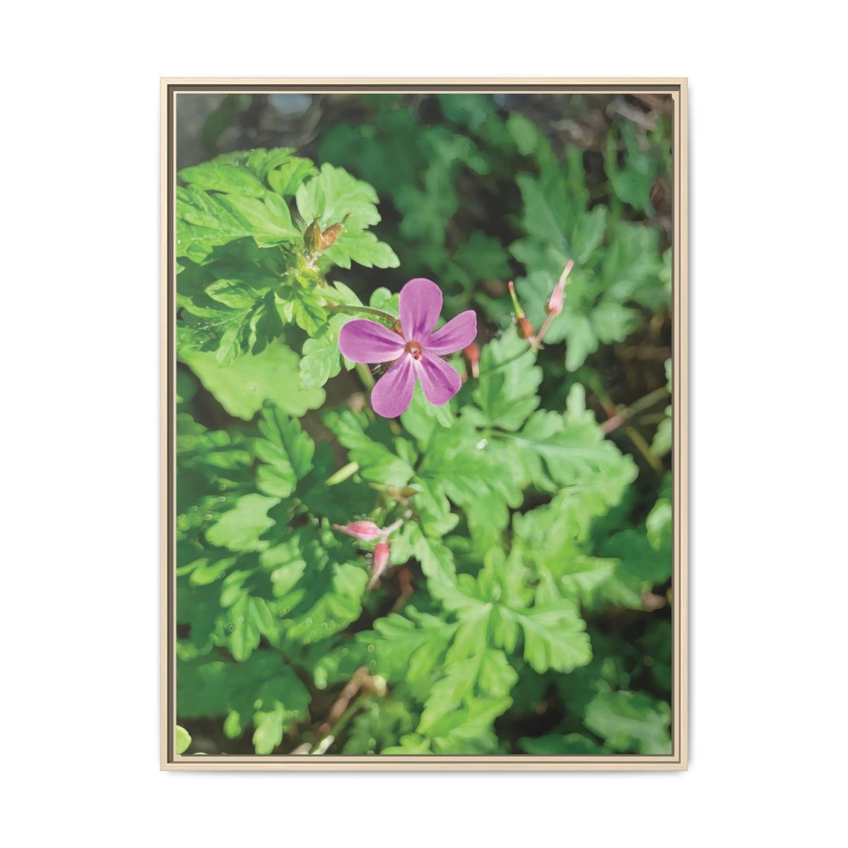 Geranium Robertianum | Framed Canvas