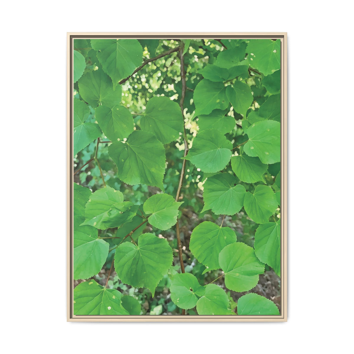 Tilia Tree Leaves | Framed Canvas