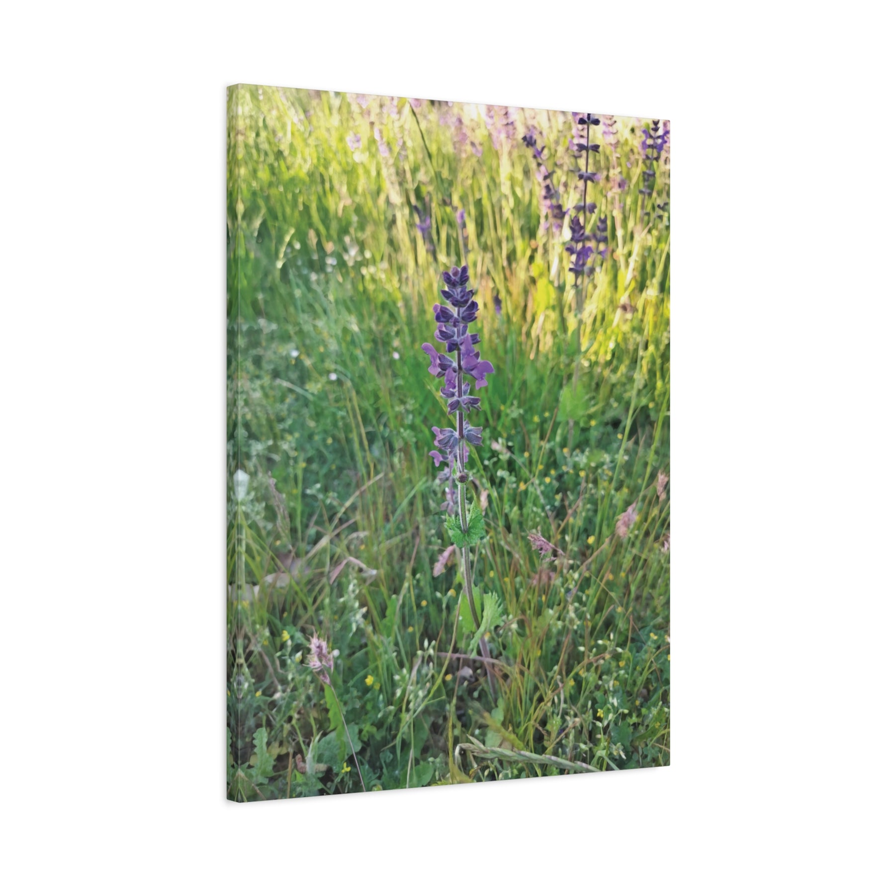 Stretched Matte Canvas - Flower of Salvia Verbenaca