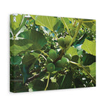Stretched Matte Canvas - Fig's Plant
