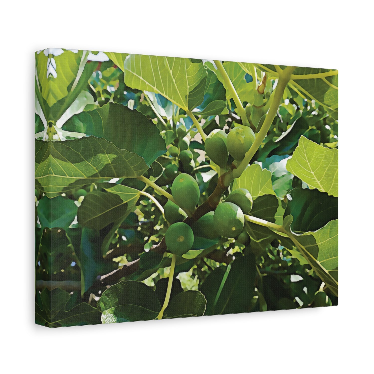 Stretched Matte Canvas - Fig's Plant