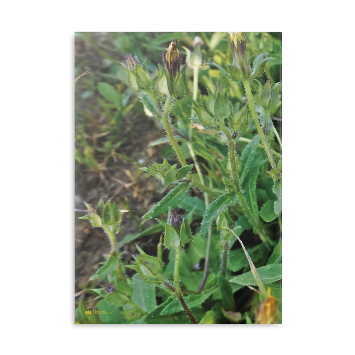 Hardcover Notebook with Puffy Covers - Flower of Malva Sylvestris