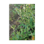 Hardcover Notebook with Puffy Covers - Flower of Malva Sylvestris