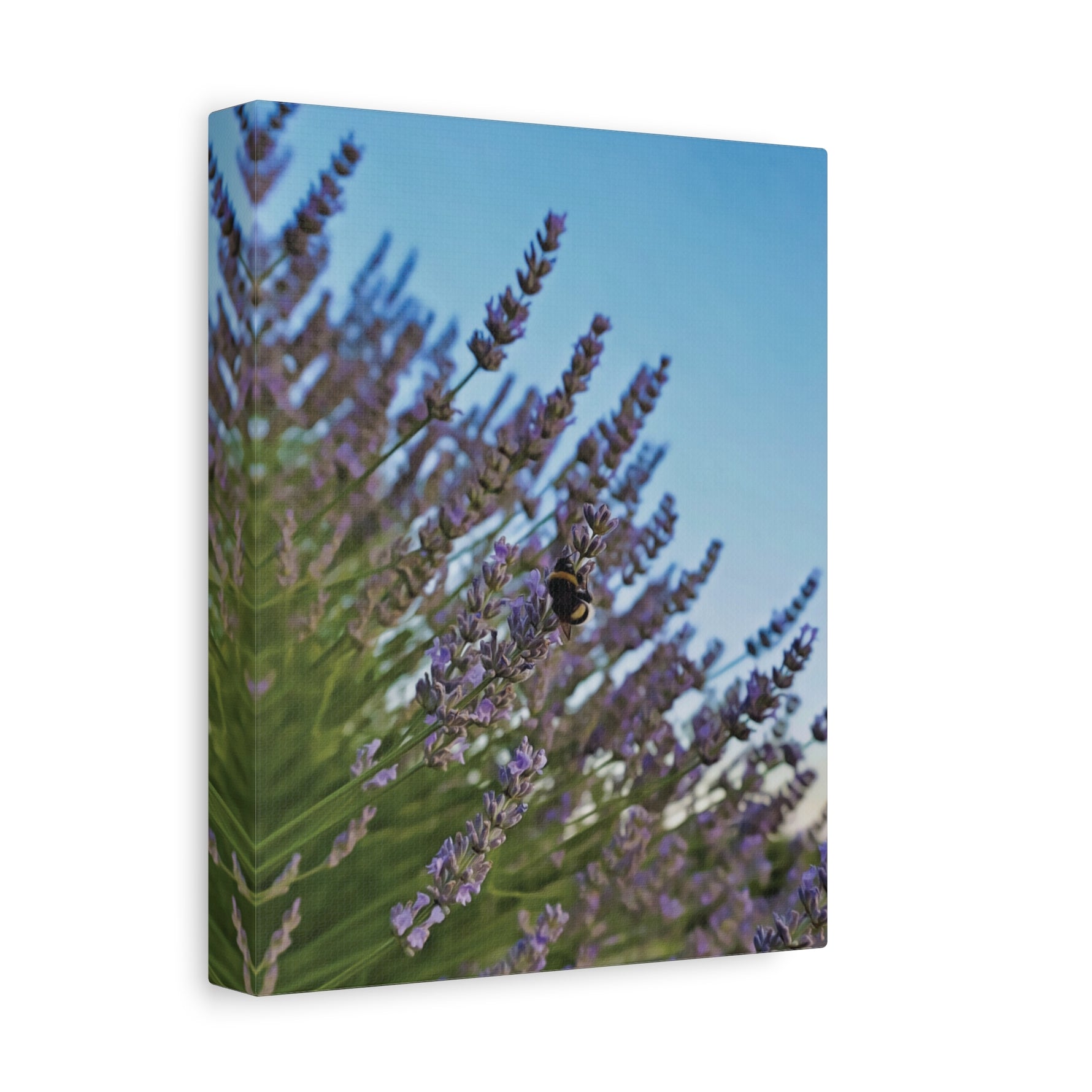 Stretched Matte Canvas - Flower of Lavender with Bombus Insect (Variant 1)