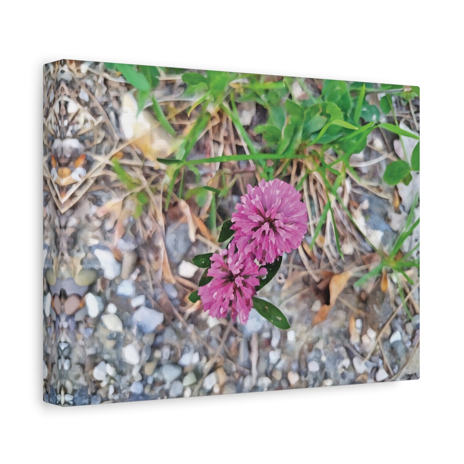 Stretched Matte Canvas - Flower of Trifolium Pratense