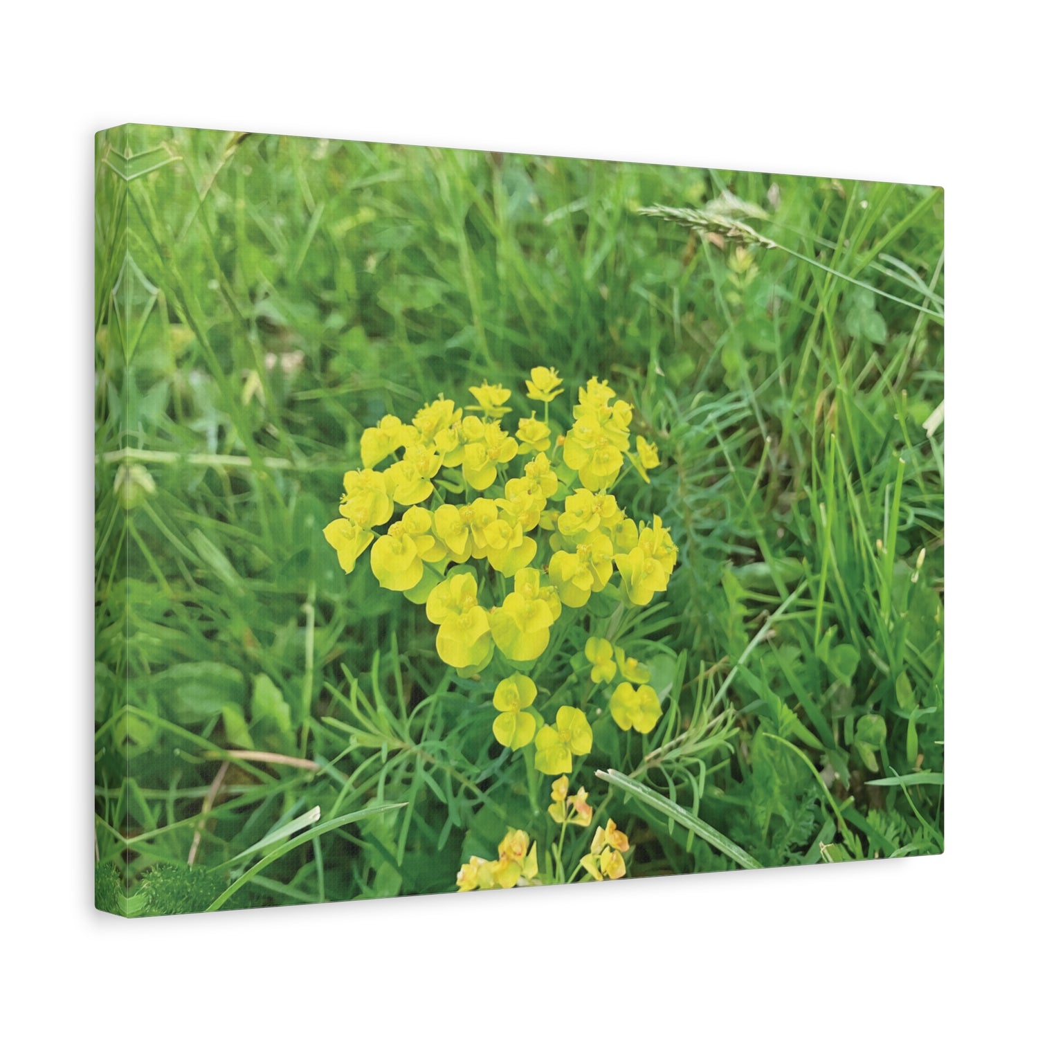 Stretched Matte Canvas - Flower of Euphorbia Cyparissias