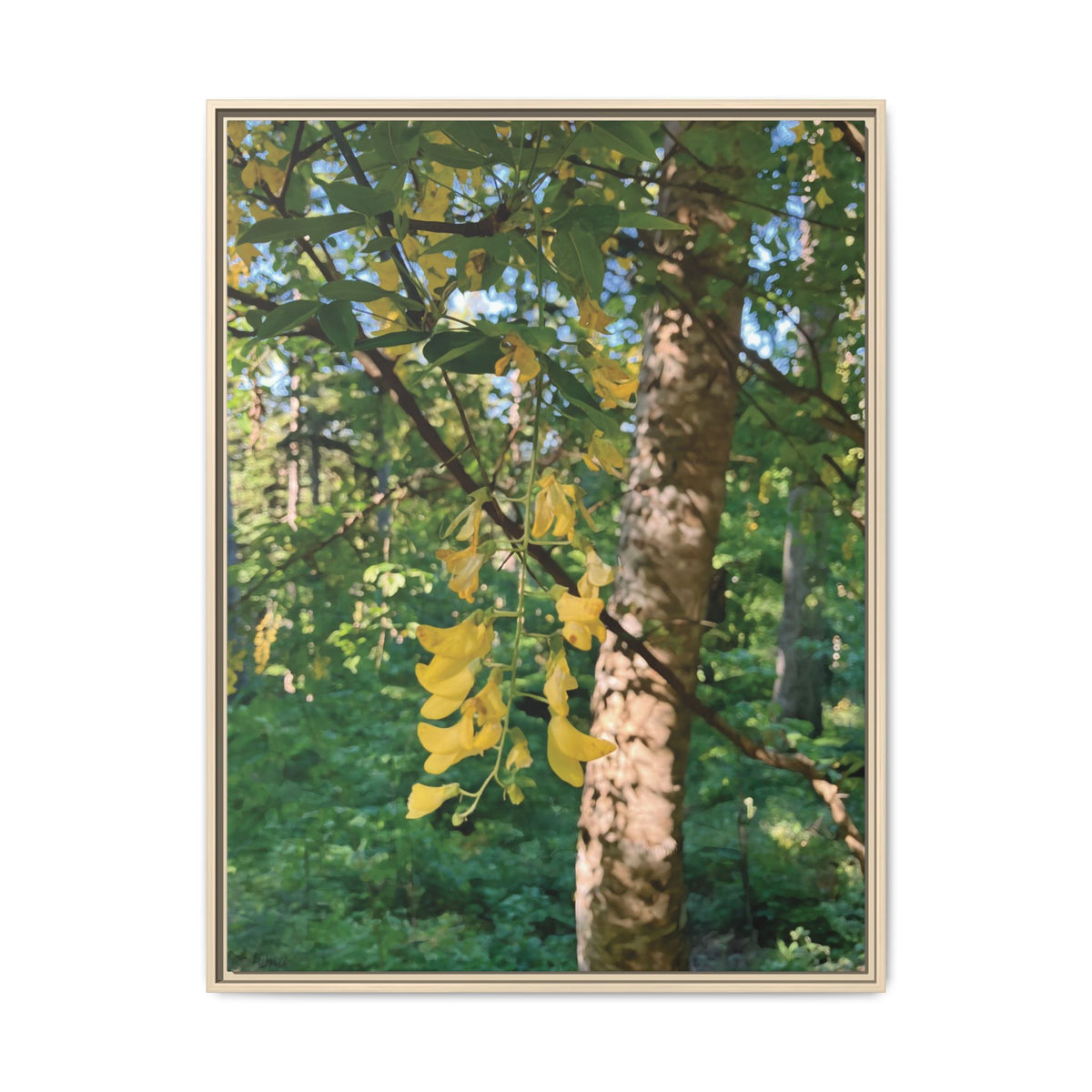 Laburnum Anagyroides | Framed Canvas