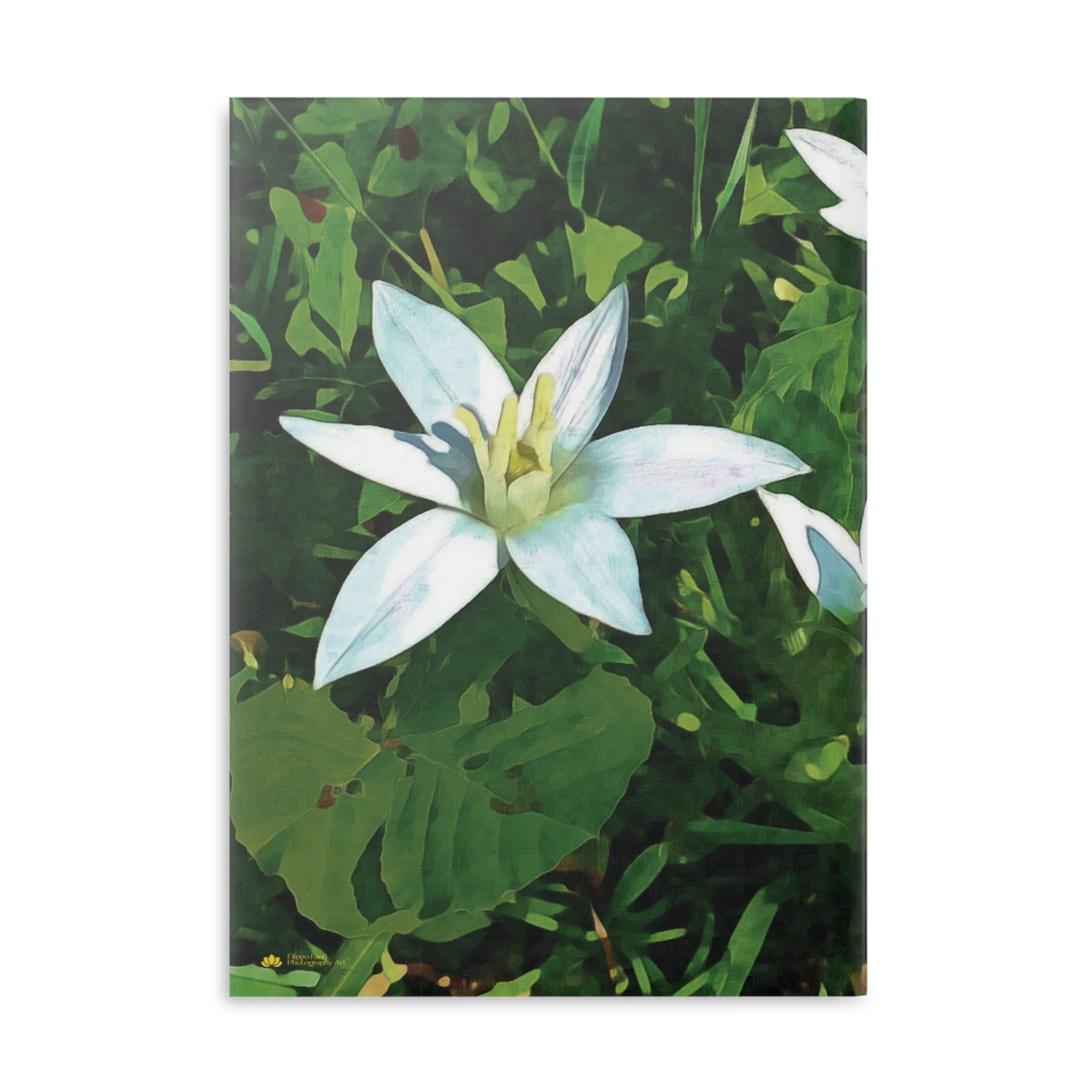Hardcover Notebook with Puffy Covers - Flower of Ornithogalum