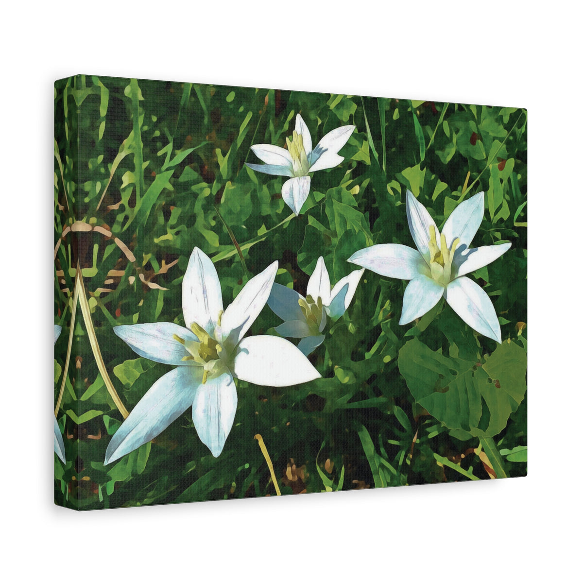 Stretched Matte Canvas - Flower of Ornithogalum
