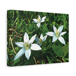 Stretched Matte Canvas - Flower of Ornithogalum