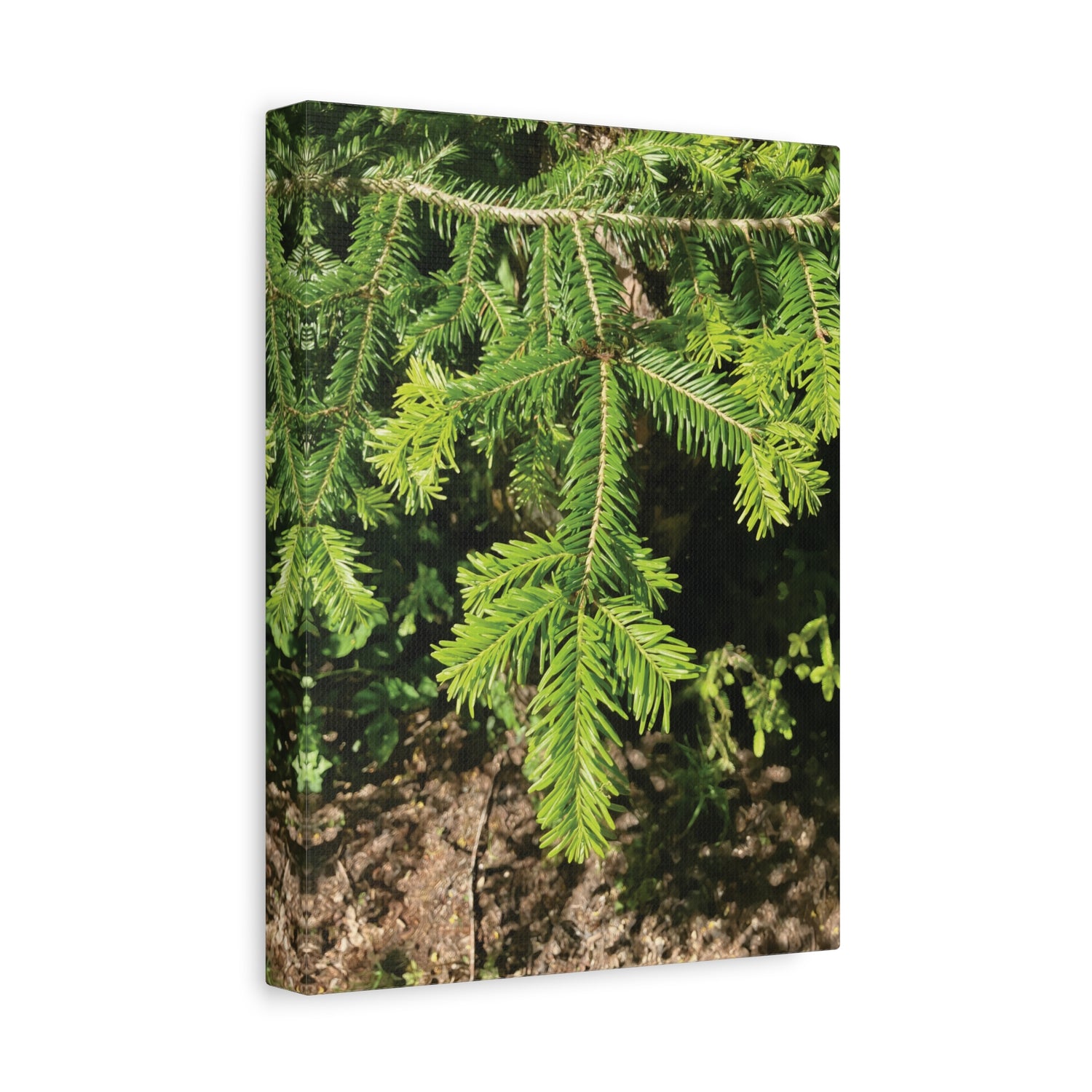 Stretched Matte Canvas - Abies Alba Tree Branches