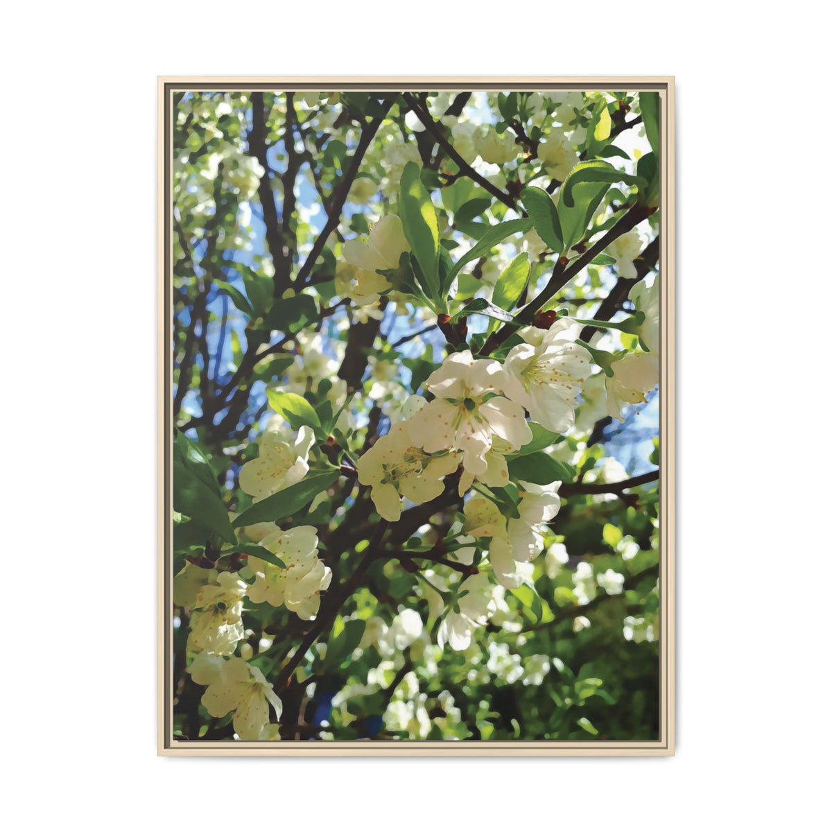 Apple Blossoms | Framed Canvas