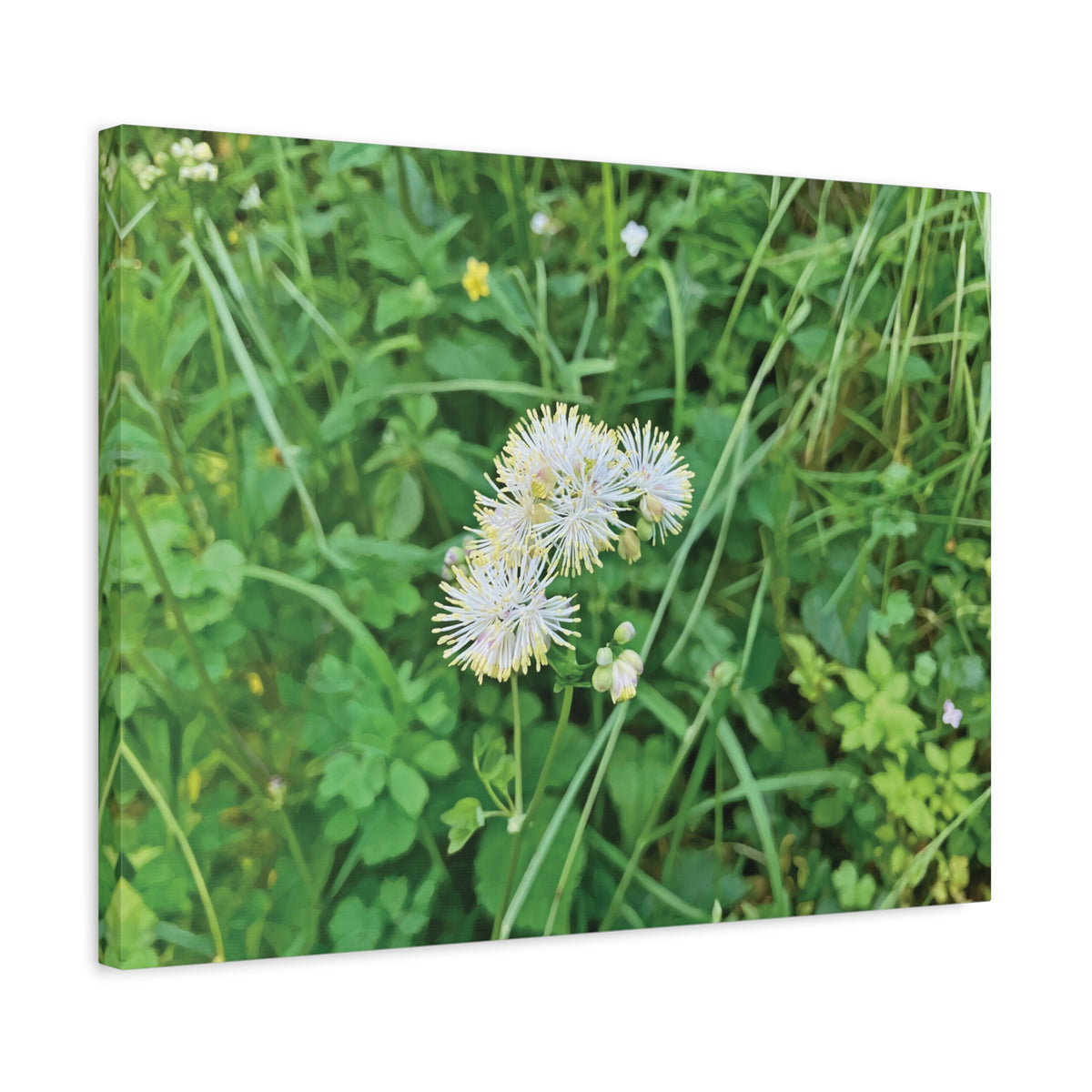 Stretched Matte Canvas - Flower of Thalictrum Aquilegiifolium