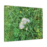 Stretched Matte Canvas - Flower of Thalictrum Aquilegiifolium