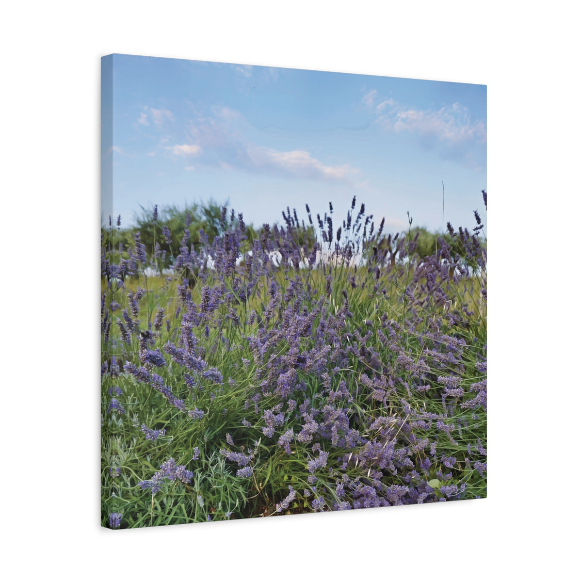 Stretched Matte Canvas - Flower of Lavender (Variant 1)
