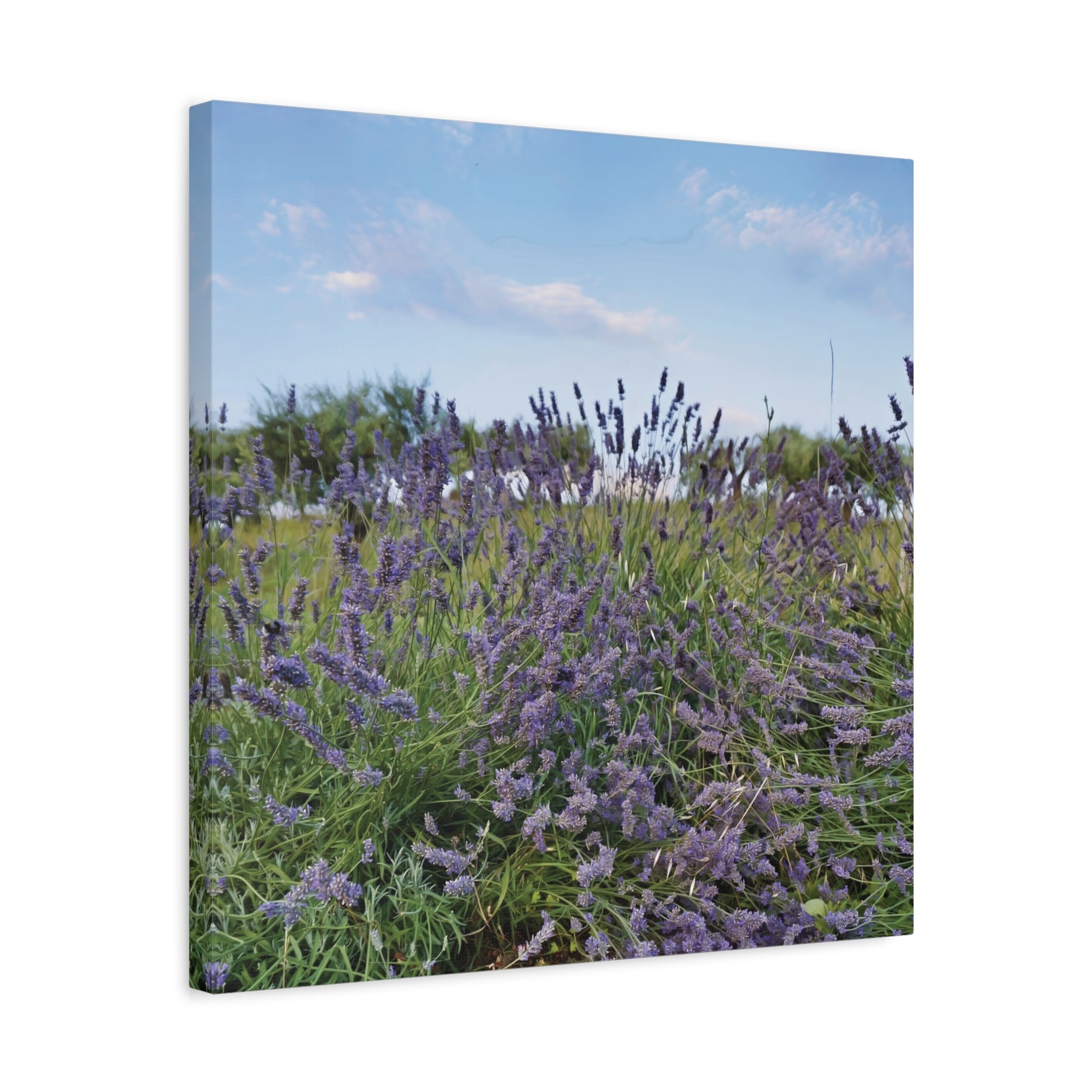 Stretched Matte Canvas - Flower of Lavender (Variant 1)