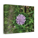 Stretched Matte Canvas - Flower of Knautia Integrifolia (Ambretta annuale)