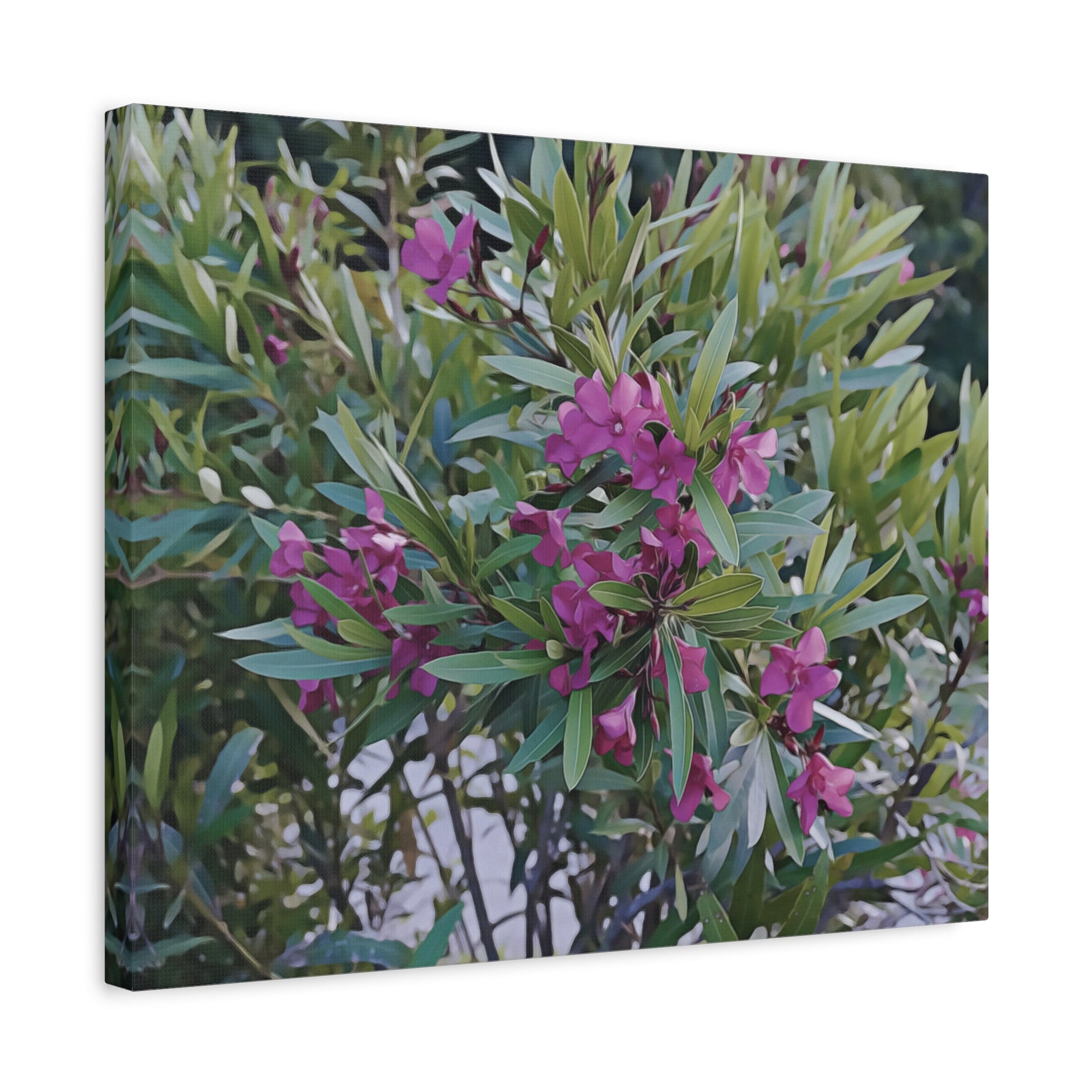 Stretched Matte Canvas - Flower of Oleander