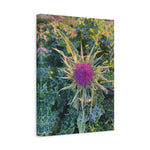 Stretched Matte Canvas - Flower of Silybum Marianum