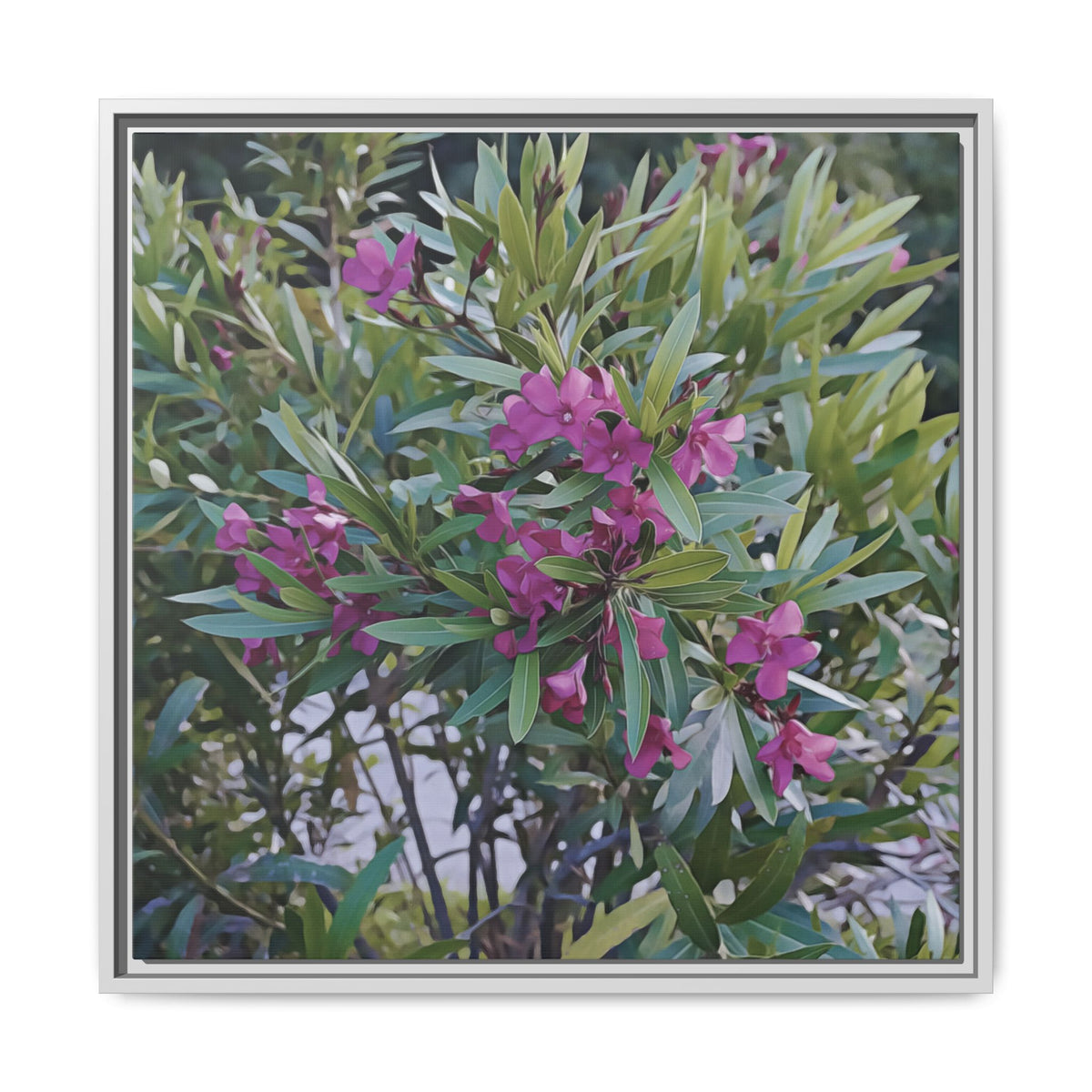 Pink Oleander Blossoms | Framed Canvas