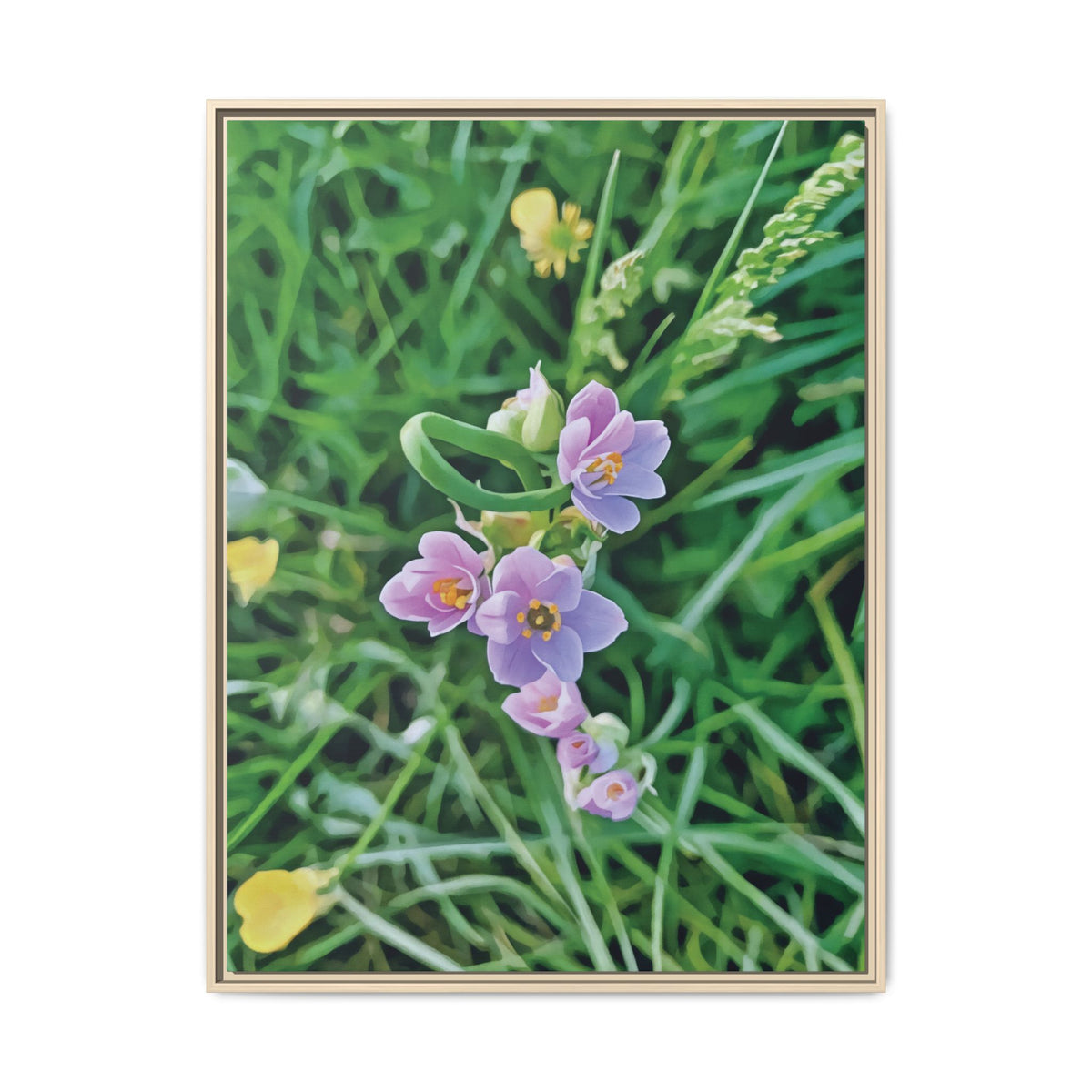 Allium Roseum | Framed Canvas