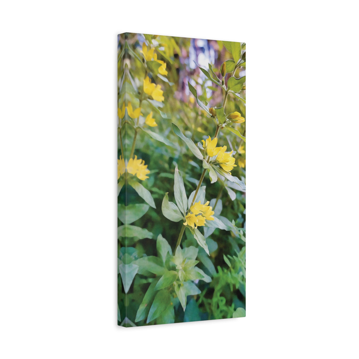 Stretched Matte Canvas - Flower of Lysimachia