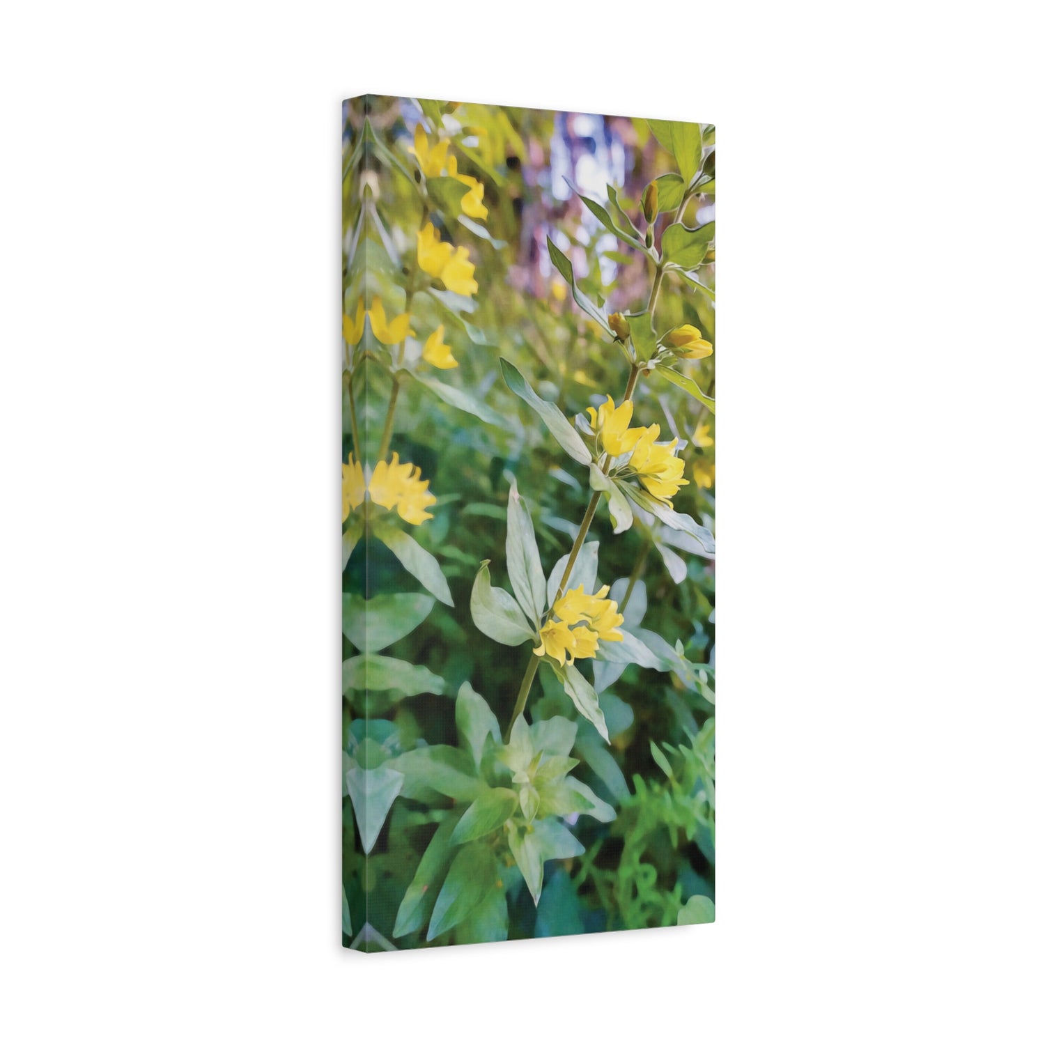 Stretched Matte Canvas - Flower of Lysimachia